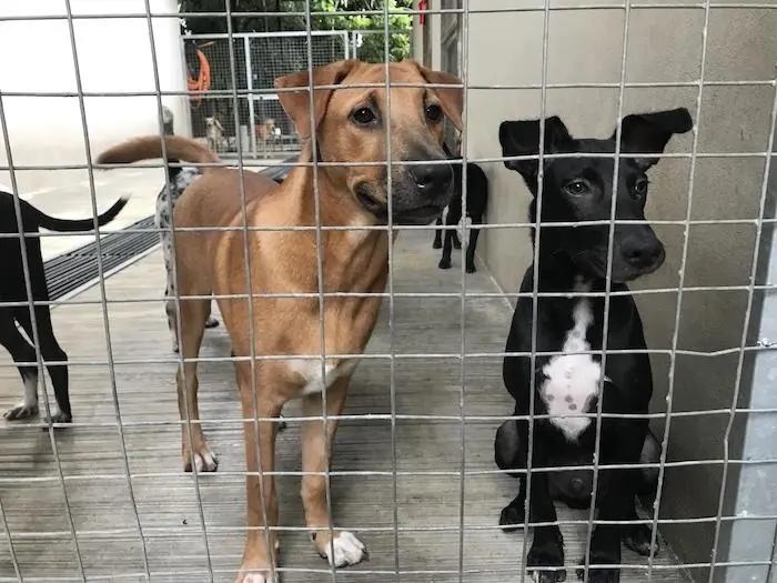 Dogs at SPCA shelter